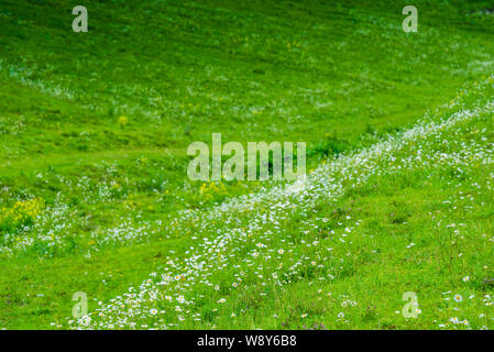 Grüne Felder auf den Hügeln mit weißen duftenden Gänseblümchen Stockfoto