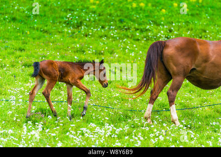 Neugeborene Fohlen grasen in einer Wiese mit einem Pferd mom Stockfoto