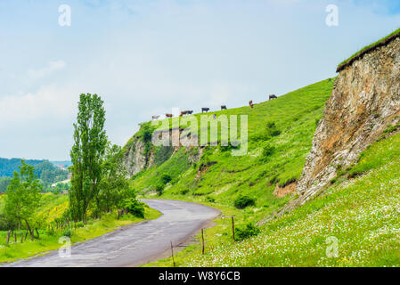 Eine Herde von Kühen auf einem grünen Berg in Armenien in der Nähe einer Autobahn Stockfoto