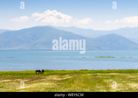 Die malerische Landschaft von Armenien - Blick auf Lake Sevan und weidende Pferde am Ufer an einem sonnigen Tag Stockfoto