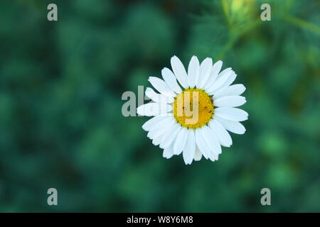 Hohe Betrachtungswinkel schließen sich aus einzelnen wilde Kamille bin atricaria Chamomilla 'Blume auf grünem Hintergrund unscharf Stockfoto