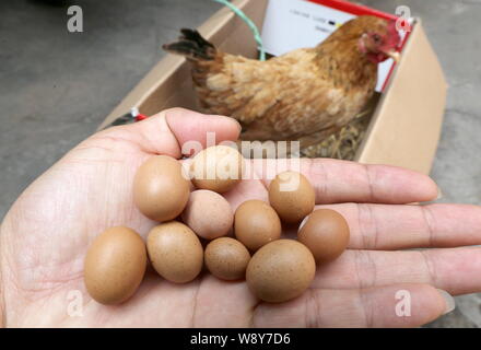 Lokale chinesische Bewohner Herr Guo zeigt mini Eier auf seinem Palm neben der Henne, die Ihnen zu Hause in Qingdao Stadt gelegt, der ostchinesischen Provinz Shandong, 22. Stockfoto