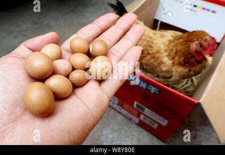 Lokale chinesische Bewohner Herr Guo zeigt mini Eier auf seinem Palm neben der Henne, die Ihnen zu Hause in Qingdao Stadt gelegt, der ostchinesischen Provinz Shandong, 22. Stockfoto