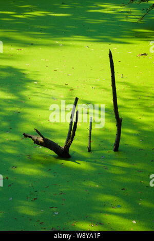 Tote schwarze Äste aus einem sehr grünen Algenwachstum, Teppichboden ein tropischer Wald, in einem Park in Bangkok, Thailand. Stockfoto