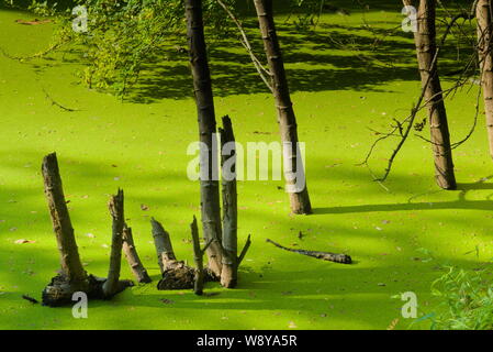 Bäume und tote schwarze Äste aus einem sehr grünen Algenwachstum, Teppichboden ein tropischer Wald, in einem Park in Bangkok, Thailand. Stockfoto