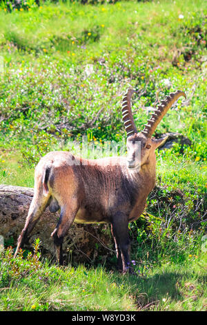 Männlichen Steinböcke stehen auf der grünen Weide in der Nähe von Chamonix in den Französischen Alpen auf vertikalen Bild aufgenommen. Wilde Ziege, Hörner. Steinbock, bouquetin, oder einfach Ibex. Wildtiere. Berg Tiere. Stockfoto