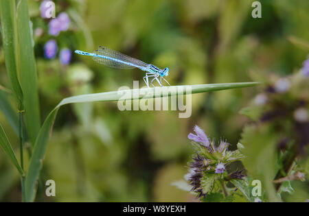 In der Nähe von wunderschönen kleinen türkisfarbenen Libelle sitzt auf grünem Gras Blatt. Männliche gemeinsamer Blau damselfly im natürlichen Lebensraum. Selektiver Fokus Stockfoto