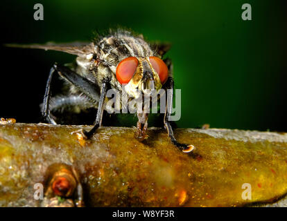 Haus fliegen Suchen in städtischen Haus Garten zu füttern. Mitglied der Schmeißfliege Familie. Stockfoto