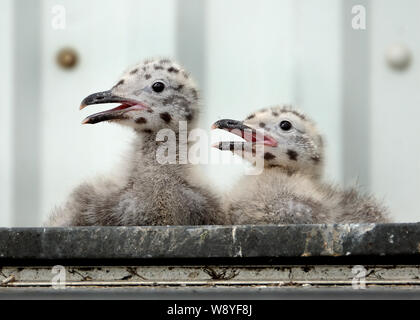 Silbermöwe Familie Verschachtelung auf öffentlichen haus dach eher als Veranstaltungsort an der Küste. Stockfoto