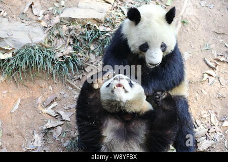 Panda Zwillinge Chengda und Chengxiao Spiel an den Zoo in Hangzhou Hangzhou City, East China Zhejiang provinz, 21. Dezember 2014. Stockfoto