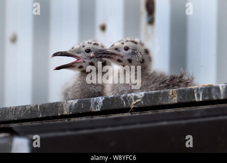 Silbermöwe Familie Verschachtelung auf öffentlichen haus dach eher als Veranstaltungsort an der Küste. Stockfoto