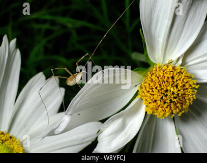 Die opiliones sind eine Ordnung der Spinnentiere umgangssprachlich Weberknechte, Erntemaschinen, oder Daddy longlegs. Stockfoto