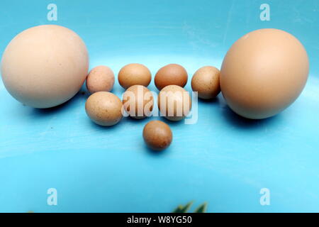 Mini Eier vom Huhn der lokalen chinesischen Bewohner Herr Guo sind im Vergleich mit herkömmlichen in seinem Haus im Osten der Stadt Qingdao, China Shandong provinc Stockfoto