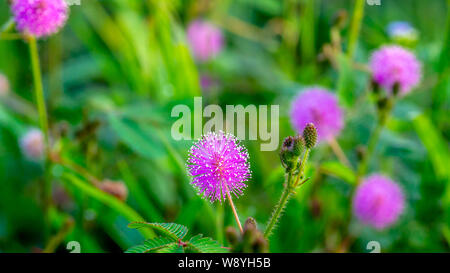 Lila Blume von Mimosa in der Wiese. natürliche Hintergrund Stockfoto