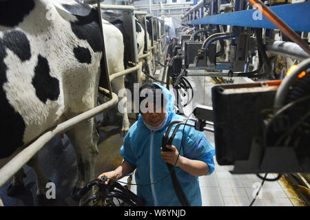 ---- Ein chinesischer Arbeiter Milch einer Kuh in einer Molkerei in Changshan Stadt, Zouping County, East China Provinz Shandong, 25. Dezember 2013. In einem Jahr w Stockfoto