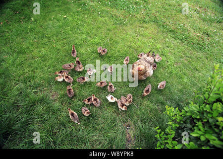 Eine Henne kümmert sich um Neugeborene Pfauen in Jiangnan Park in Jilin Stadt, im Nordosten Chinas in der Provinz Jilin, 8. Juli 2014. Insgesamt 80 baby Pfauen, oder p Stockfoto