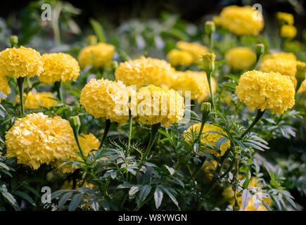 Blumenbeet mit schönen gelben Ringelblumen im Sommer Garten im Sonnenlicht Stockfoto