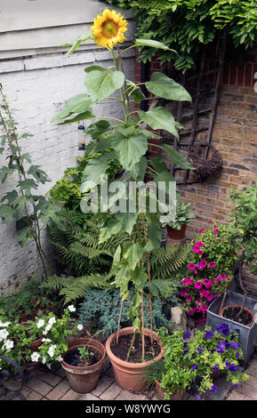 Riesen Sonnenblumen in London Garten Stockfoto