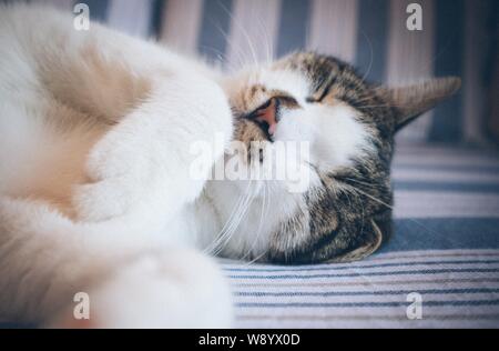 Nahaufnahme einer Calico Katze mit geschlossenen Augen Ein weißes und blaues Textil Stockfoto
