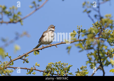 Common Whitethroat, Sylvia communis, territoriale Singen Stockfoto