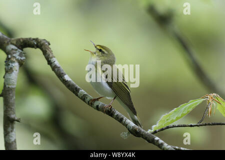 Wood Warbler, Phylloscopus sibilatrix, territoriale Singen Stockfoto