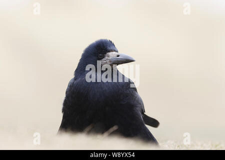 Rook, Corvus frugilegus, Nahaufnahme Stockfoto