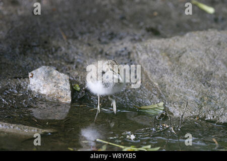 Flussuferläufer, Actitis hypoleucos, Küken Stockfoto