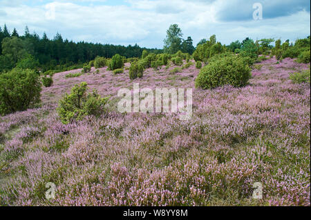 Heather in voller Blüte Stockfoto