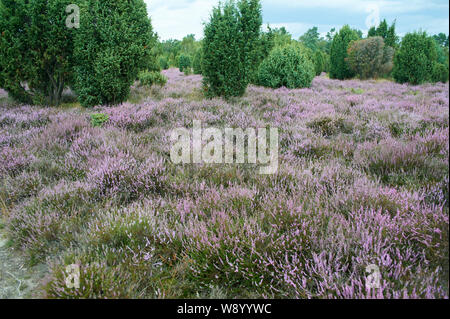 Heather in voller Blüte Stockfoto