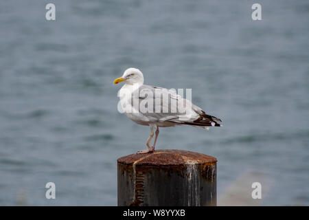 Möwe mit gebrochenen Fuß steht auf einem Metall Pier an der Ostsee Küste Stockfoto