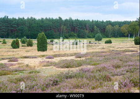 Heather in voller Blüte Stockfoto