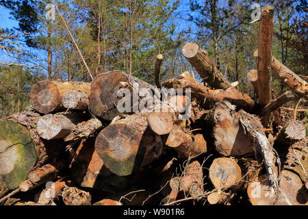 Gehackten Holzbalken liegen gestapelt nach Bäume sind auf der Insel Osterøy in Hordaland County, Norwegen gelöscht. Stockfoto