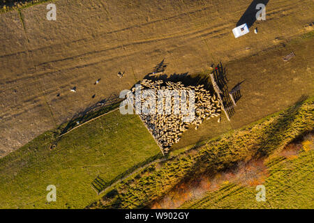 Schafe im schafstall oben in den frühen Morgen. Antenne drone Schuß Stockfoto