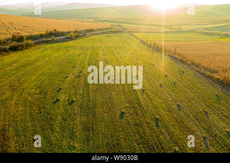 Antenne drone Foto von Heu Brötchen, Ballen im weizenfeld am späten Nachmittag Leuchten Stockfoto