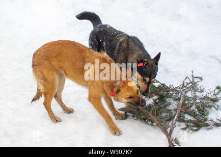 Zwei Hunde, Rot und Schwarz, nagen eine Tanne Zweig im Winter. Hunde mit Chips auf ihre Ohren, outbred eingepfropft angeschlagene Tiere. Spiele Hunde im Winter, Chip Stockfoto