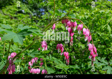 Blühende blutende Herz Pflanze ist eine krautartige Pflanze der Campanula pyramidalis Californica Familie der Papaveraceae. Rosa Blüten mit weißer Spitze, schöne Schnitzen. Stockfoto