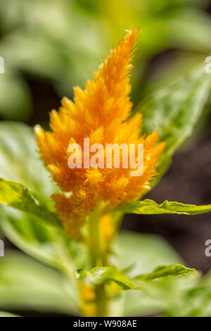 Gelbe blumen Celosia argentea plumosa, rispe Blütenstand große Plantage von Amaranth. Selosia fire Flower dekorative Gartengestaltung, close-up ma Stockfoto