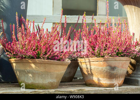 Calluna Heide Blüht mit rot rosa Blumen in alten Tongefäßen. Heidekraut Calluna vulgaris gewöhnliche Garten Dekor, dünnen Zweigen bedeckt mit kleine Blume Stockfoto