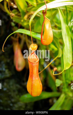 Räuberische fleischfressende Pflanze Monkey cups Nepenthes, einem schönen Rot Grün Krug kanne Nepenthes gegen Laub. Exotischen tropischen asiatischen Pflanze insecti Stockfoto