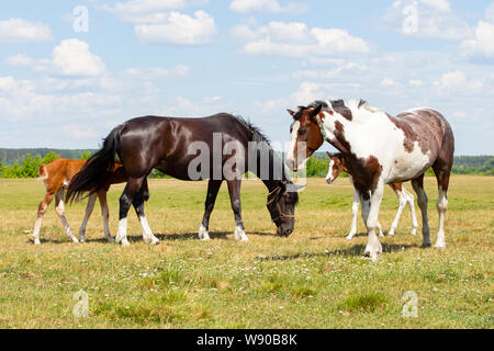 Ein paar Pferde mit Fohlen. Schöne Pferde mit Jungen grasen auf einer grünen Wiese, wunderschöne natürliche Hintergrund himmel wolken Blumen. Bauernhof Pferde in der Natur Stockfoto