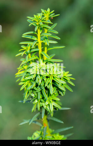 Junger Trieb der Eibe, langsam wachsende Bäume und Sträucher der Taxaceae Familie. Dünne, grüne Nadeln ragen aus neuen Rosetten, einem Stamm der zarte grüne Farbe Stockfoto