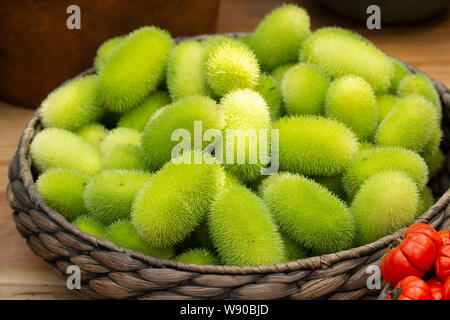 Cucumis dipsaceus. Grüne Früchte der wilde Gurken mit zotte Längen in einem Weidenkorb. Hedgehog groud afrikanischen wilden Gurke, die Ernte von einem exotischen pl Stockfoto