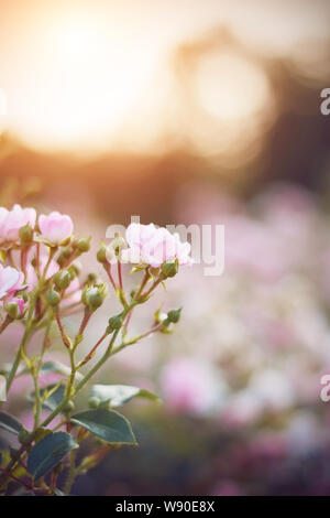 Schwierige, aber stachelige Rose Blume rosa Farbe blüht in der Morgendämmerung, die durch die Strahlen der aufgehenden Sonne beleuchtet Stockfoto