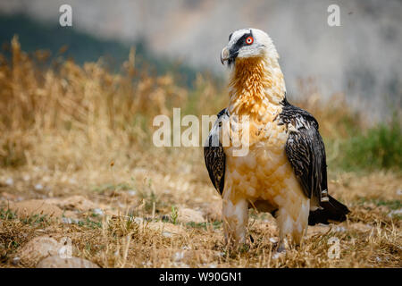 Nach Lämmergeier o Bartgeier (Gypaetus Barbatus) in der katalanischen Pre-Pyrenees, Katalonien, Spanien Stockfoto