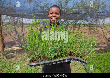 Die Landwirte ernten und verarbeiten Teebaumöl für Verkauf zur Ausfuhr als Gesundheit und Schönheit. Kenia Stockfoto