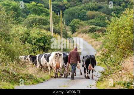 Ballydehob, West Cork, Irland. 12 Aug, 2019. West Cork Landwirt, Ben Deane liefert seine Herde zu den Feldern nach dem Melken auf seiner Farm in Ballydehob. Der Tag wird ein Mix aus Sonnenschein und kräftige Schauer, möglicherweise thundery, mit Temperaturen von 15 bis 18 Grad. Credit: Andy Gibson/Alamy leben Nachrichten Stockfoto