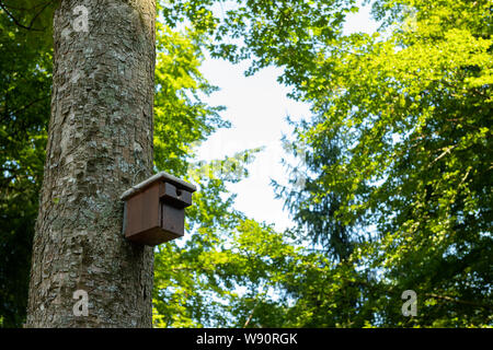 Einen hölzernen Nistkasten an einem Baum im Schwarzwald befestigt im Sommer Stockfoto