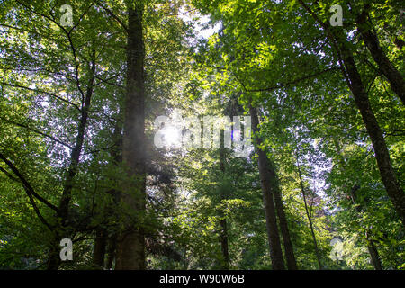 Malerische Wald von frischen grünen Laubbäumen durch Blätter gerahmt, mit der Sonne casting Ihre warmen Strahlen Stockfoto