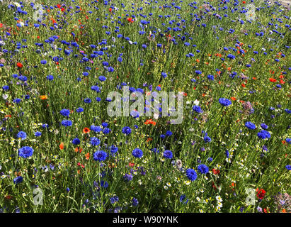 Wilde Blume Wiese in der Nähe von Boat in Garten, Schottland. Foto: Tony Gale Stockfoto