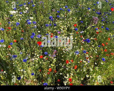 Wilde Blume Wiese in der Nähe von Boat in Garten, Schottland. Foto: Tony Gale Stockfoto